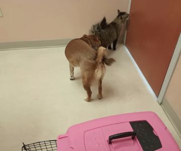 Cumberland Animal Clinic