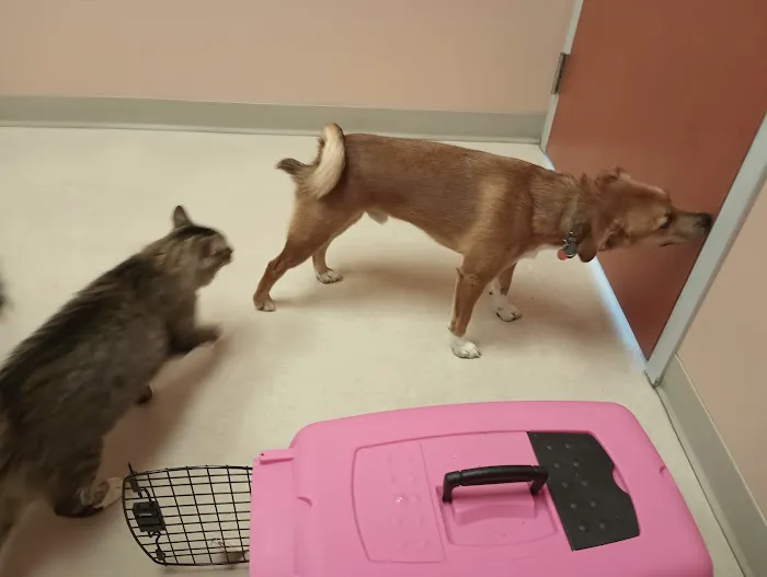 Cumberland Animal Clinic 2
