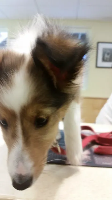 Pownal Veterinary Hospital 2