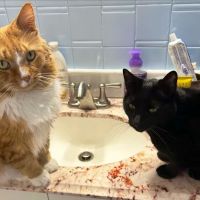 North Deering Veterinary Hospital ico