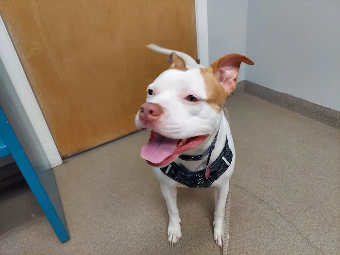 North Deering Veterinary Hospital 6