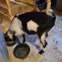 Kind Animal Care ico