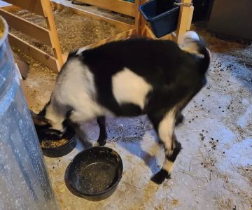 Kind Animal Care