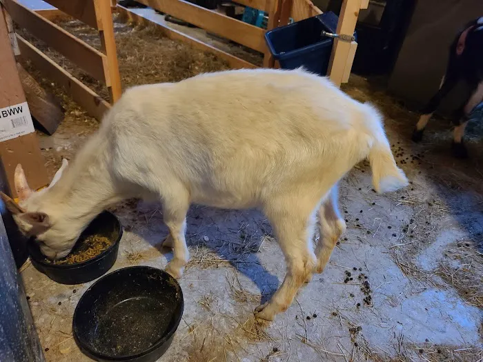 Kind Animal Care 5
