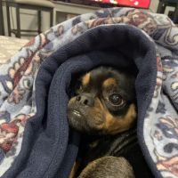 Post Road Veterinary Clinic ico