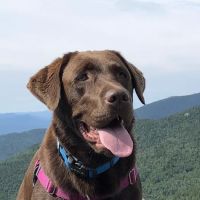 Sequist Animal Hospital ico