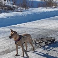 Lamoille Valley Veterinary Services ico