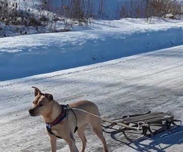 Lamoille Valley Veterinary Services