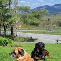 Stowe Veterinary Clinic ico
