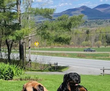 Stowe Veterinary Clinic