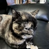 Waterbury Veterinary Hospital ico
