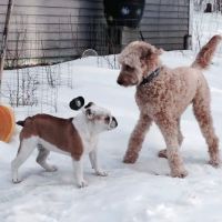 Animal Hospital of Hinesburg ico