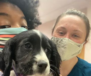 Ark Veterinary Hospital
