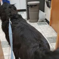 Adirondack Veterinary Hospital ico