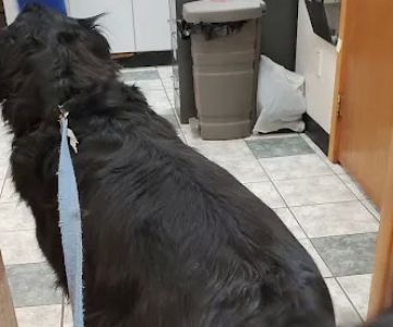 Adirondack Veterinary Hospital
