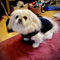 Shelburne Veterinary Hospital ico