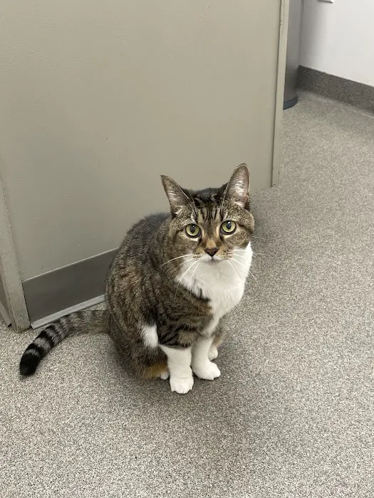 Shelburne Veterinary Hospital 8