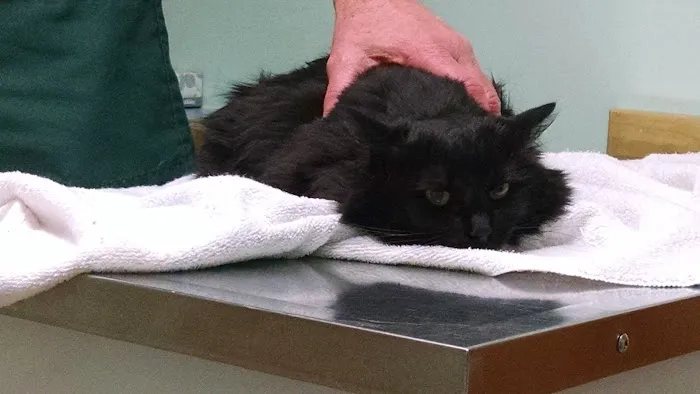Richmond Animal Hospital 1