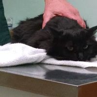 Richmond Animal Hospital ico