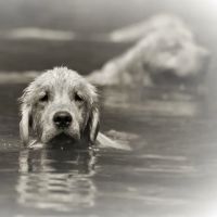 Giving Tree Veterinary Service ico
