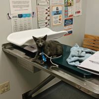 Stone Ridge Veterinary Hospital ico