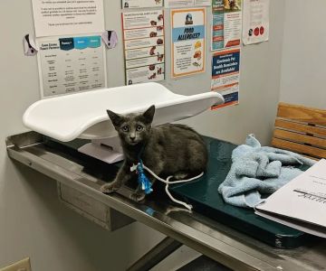Stone Ridge Veterinary Hospital