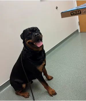 Dermatology for Animals - Rochester 1