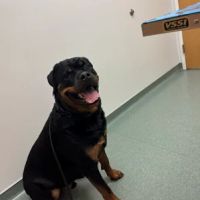 Dermatology for Animals - Rochester ico