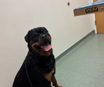 Dermatology for Animals - Rochester