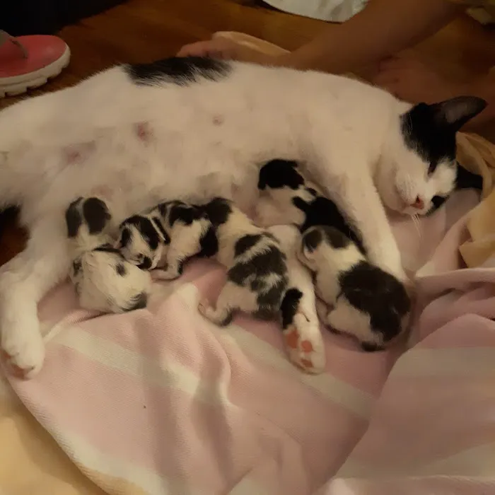 Caring For Cats 9