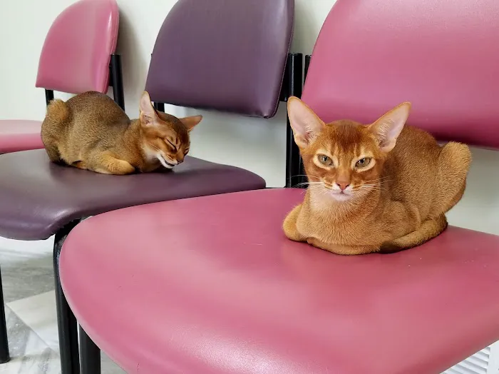 Caring For Cats 1