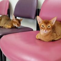 Caring For Cats ico
