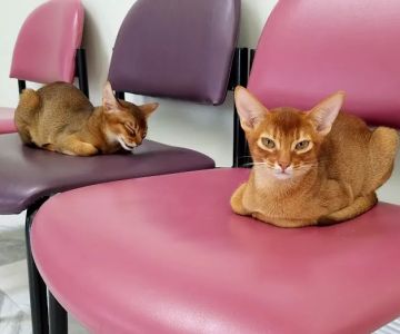 Caring For Cats