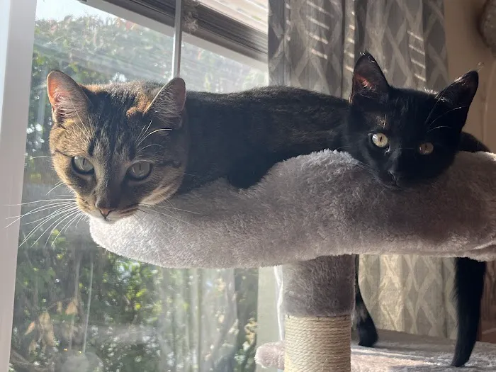 Caring For Cats 10