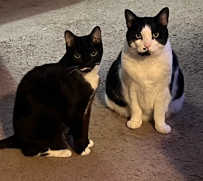 Caring For Cats 5