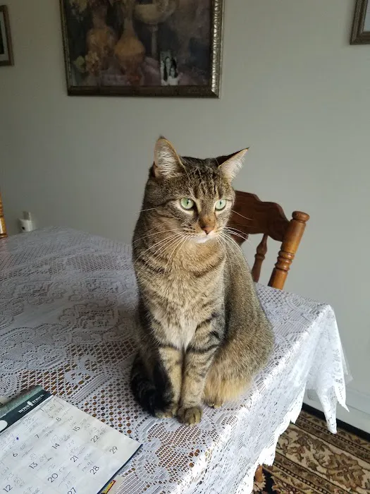 Caring For Cats 7