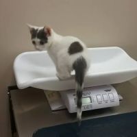 Greece Animal Hospital ico