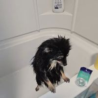 Gates Veterinary Hospital ico