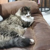 Ark Veterinary Hospital & Urgent Care ico