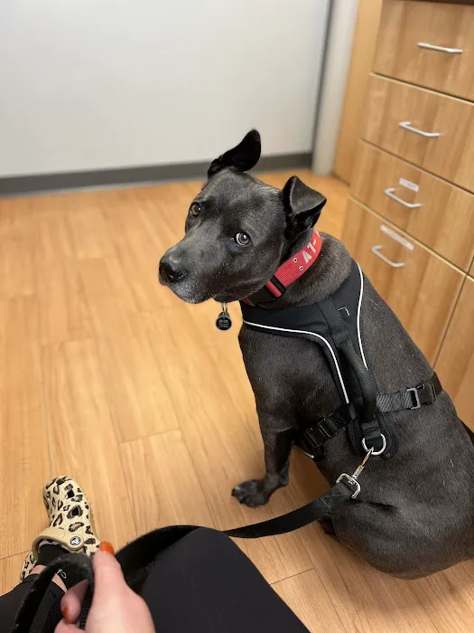 Ark Veterinary Hospital & Urgent Care 6