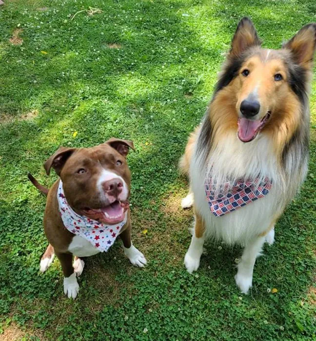 Ark Veterinary Hospital & Urgent Care 3