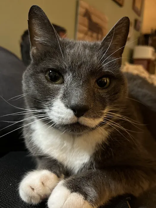 Ark Veterinary Hospital & Urgent Care 7
