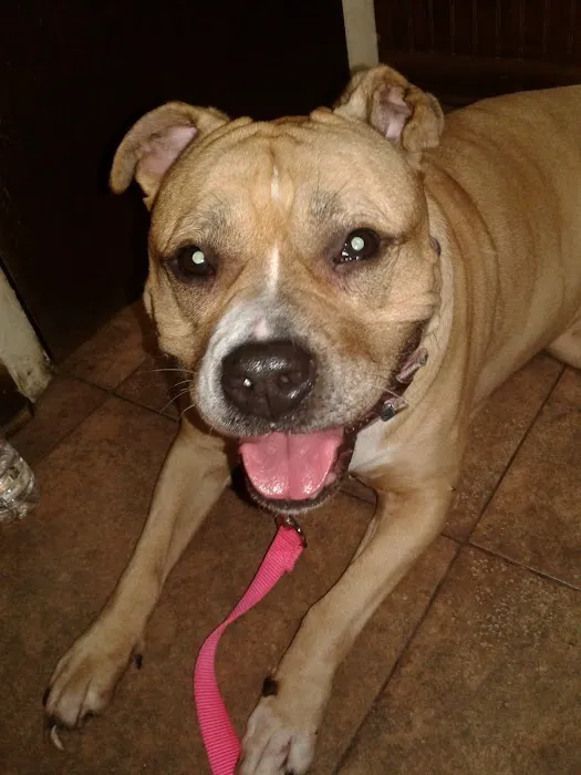 Ark Animal Hospital 4