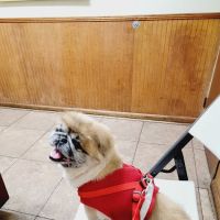 Ark Animal Hospital ico