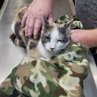Scotland Veterinary Hospital ico