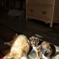 X-Way Road Animal Hospital ico