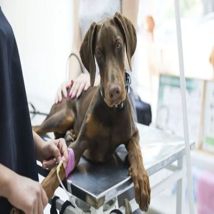 Raeford Animal Hospital 2