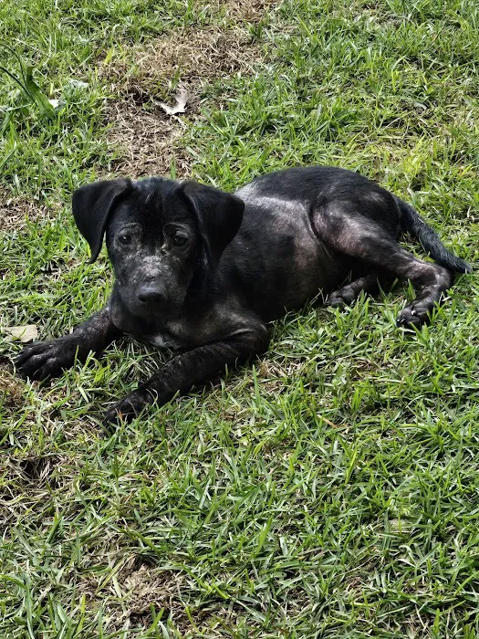 Raeford Animal Hospital 9