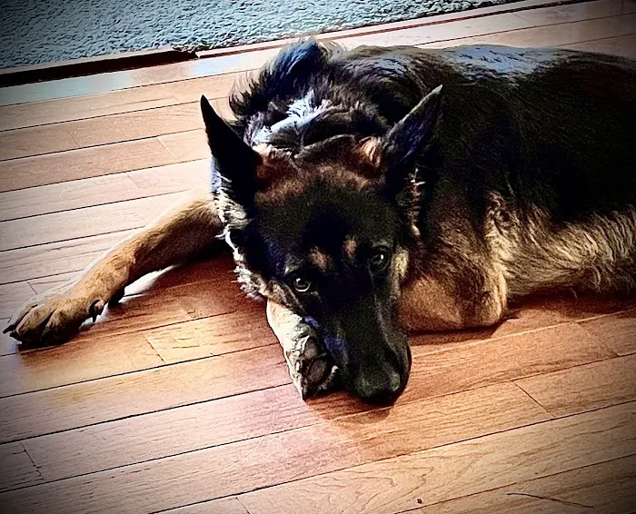 Raeford Animal Hospital 3