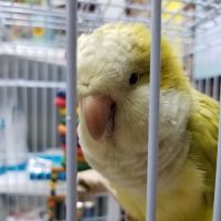 Academy Animal Hospital of Laurinburg ico